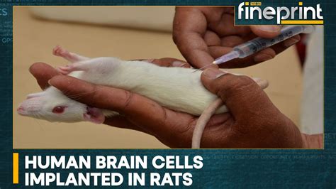 are rats similar to humans